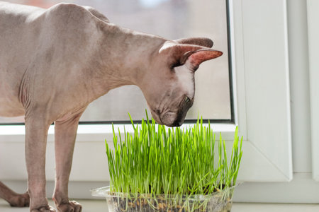 The Canadian sphynx cat eats sprouted wheat grass for animals.の写真素材