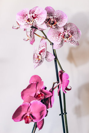 Branch of blooming purple orchid close-up, phalaenopsis.の写真素材
