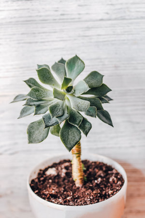 Green echeveria succulent in a pot against the background of white boards.の写真素材