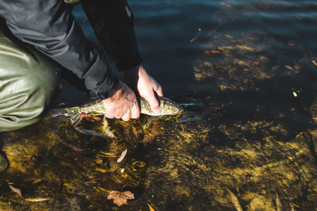 The fisherman releases the caught pike fish back into the river.の写真素材