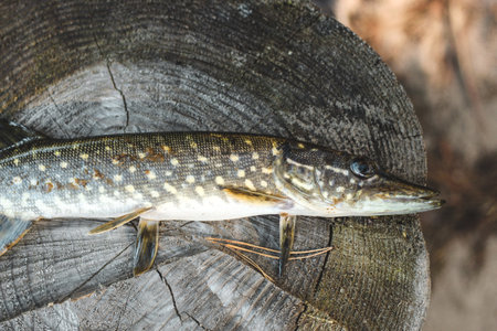 Pike fish caught by a fisherman with a wound from a bite, illness.の写真素材