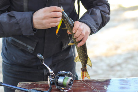 The fisherman removes the caught pike fish from the hook.の写真素材