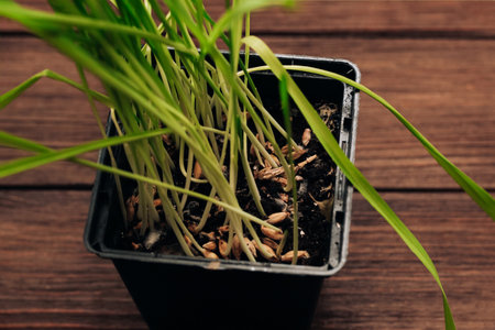 Sprouted wheat vitamin grass for animals, for cats.の写真素材