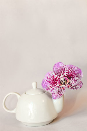White ceramic teapot teapot with orchid on a white background.の写真素材
