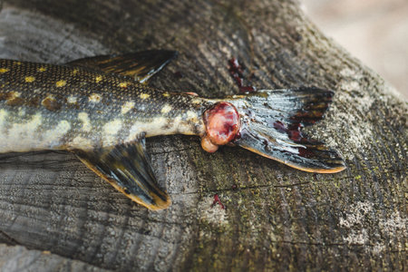 Pike fish caught by a fisherman with a wound from a bite, illness.の写真素材