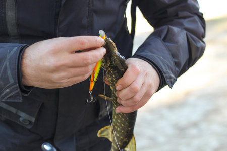 The fisherman removes the caught pike fish from the hook.の写真素材