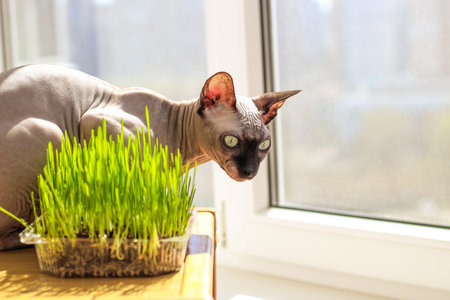 The Canadian sphynx cat eats sprouted wheat grass for animals.の写真素材