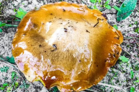 Suillus growing on grass in coniferous forest, mushroom harvest.