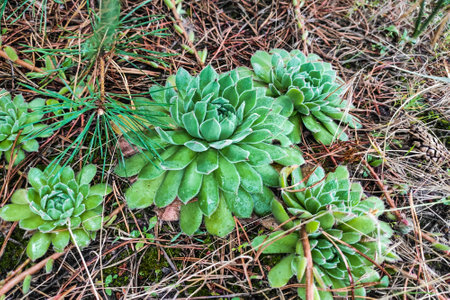 Succulent grows on coniferous ground in the forest.の写真素材
