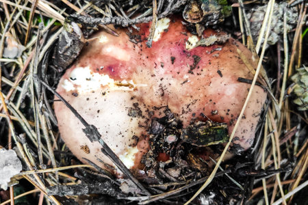 Russula mushroom with a red cap in the forest close-up.の写真素材
