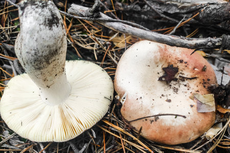 Mushroom Russula lamellar hymenophore in the forest close-up.の写真素材