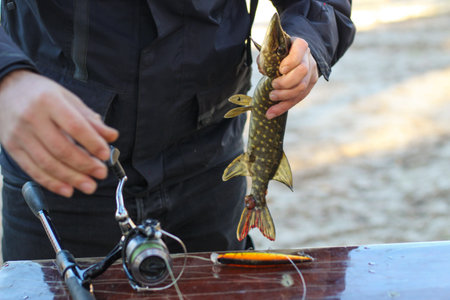 The fisherman removes the caught pike fish from the hook.の写真素材
