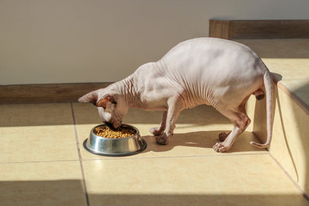Canadian bald sphynx cat with blue eyes eats dry food.の写真素材
