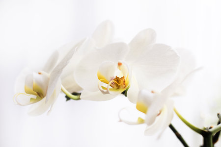 Branch of blooming white orchid close-up, phalaenopsis..の写真素材