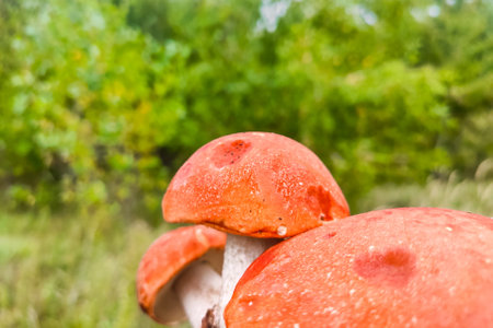 L. aurantiacum on the background of a green forest, mushroom harvest.の写真素材