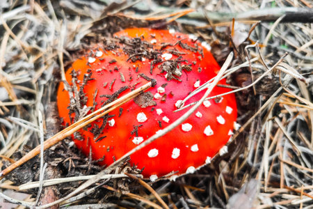 Mushroom poisonous amanita muscaria grows in the autumn forest.の写真素材