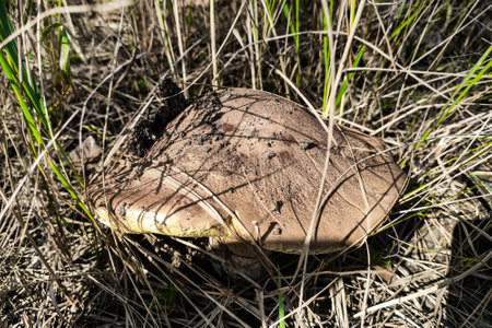 The large mushroom Boletus edulis grows in a coniferous forest.の写真素材