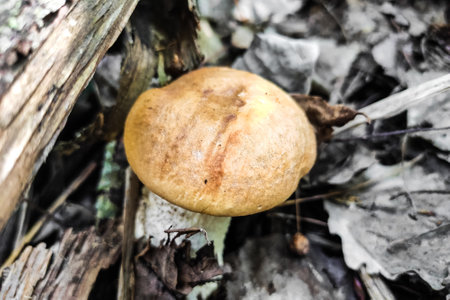 L. aurantiacum on the background of dry linden leaves, mushroom harvest.の写真素材