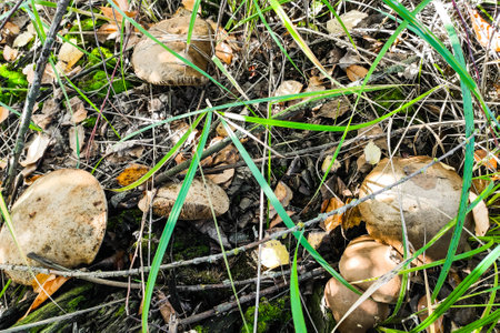 Leccinum grow on the grass in the birches, the harvest of mushrooms.の写真素材