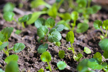 Seedlings of viola flowers in garden pots.の写真素材