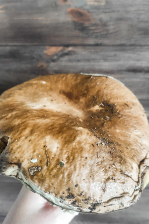 A large Boletus edulis mushroom in the hands of a forester.の写真素材