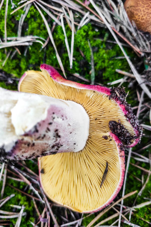 Mushroom Tricholomopsis rutilans in the forest close-up.の写真素材