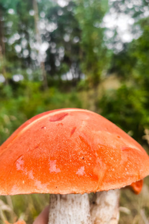 L. aurantiacum on the background of a green forest, mushroom harvest.の写真素材