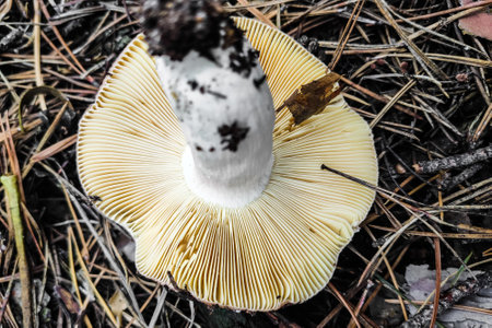 Mushroom Russula lamellar hymenophore in the forest close-up.の写真素材