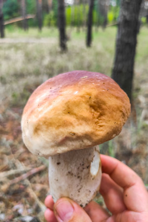 A large Boletus edulis mushroom in the hands of a forester.の写真素材