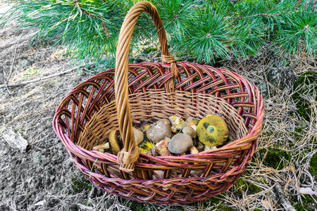Xerocomus mushrooms in a basket in the forest, mushroom picking.の写真素材
