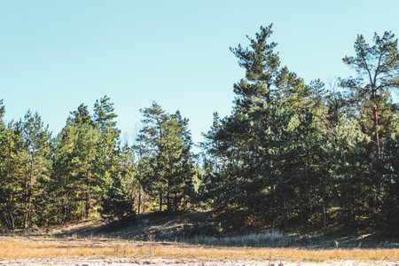 Pine dry autumn forest, border meadow.の写真素材