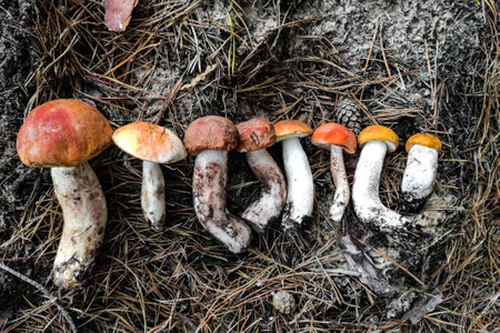 L. aurantiacum mushroom in the forest close-up.の写真素材