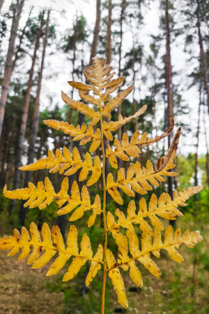 Phegopteris connectilis green and yellow in the forest close-up.