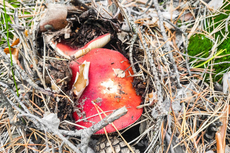 Russula mushroom with a red cap in the forest close-up.の写真素材
