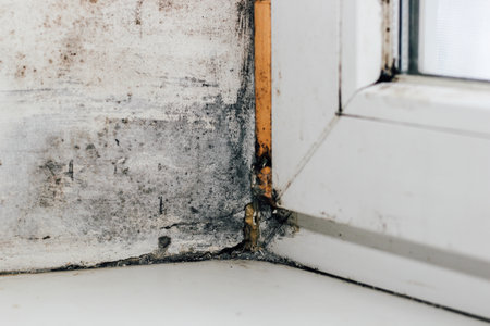 A blackened blooming fungus in the corner of the window.の写真素材