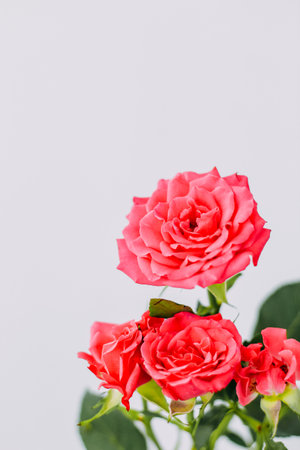 Small pink bush roses on a white background with a place for textの写真素材