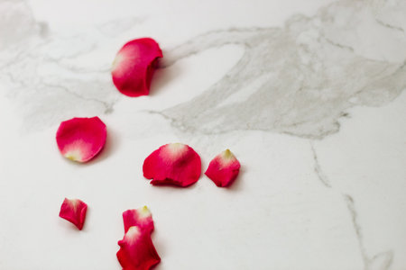 Petals of pink roses on a white background with a place for text.の写真素材