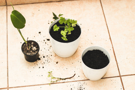 The girl is replanting homemade green pots.の写真素材