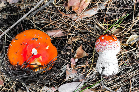 Mushroom poisonous amanita muscaria grows in the autumn forest.の写真素材