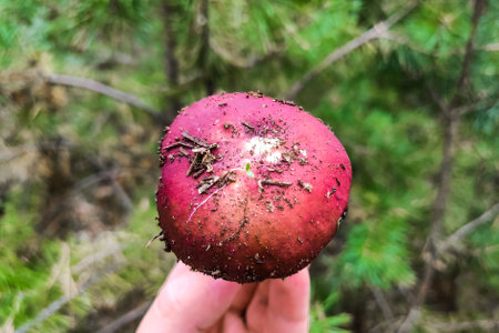 Russula mushroom with a red cap in the forest close-up.の写真素材