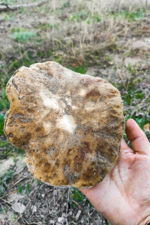 A large Boletus edulis mushroom in the hands of a forester.の写真素材