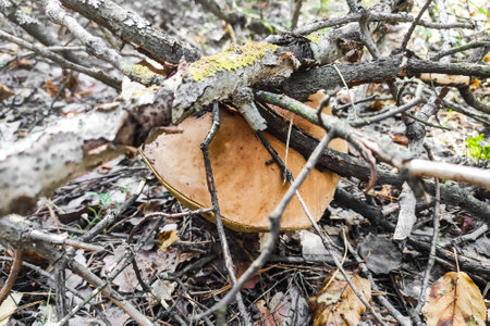 The large mushroom Boletus edulis grows in a coniferous forest.の写真素材