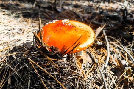 Mushroom poisonous amanita muscaria grows in the autumn forest.の写真素材