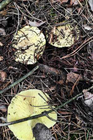 Mushroom Tricholoma equestre close-up.の写真素材