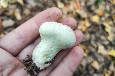 Lycoperdon perlatum mushroom in the forest close-up.の写真素材