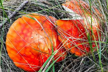 Mushroom poisonous amanita muscaria grows in the autumn forest.の写真素材