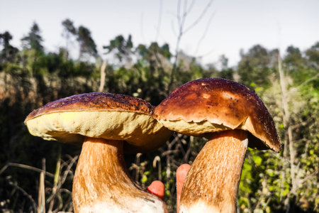 A large Boletus edulis mushroom in the hands of a forester.の写真素材