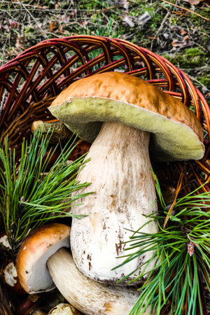 A large Boletus edulis mushroom in a mushroom picker's basket.の写真素材