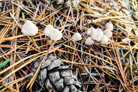 Mycena galericulata mushroom close-up.の写真素材