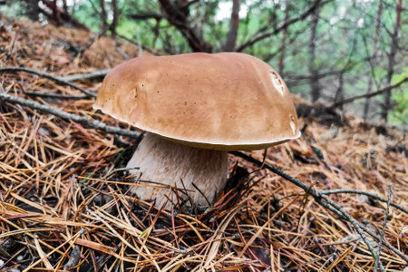 The large mushroom Boletus edulis grows in a coniferous forest.の写真素材